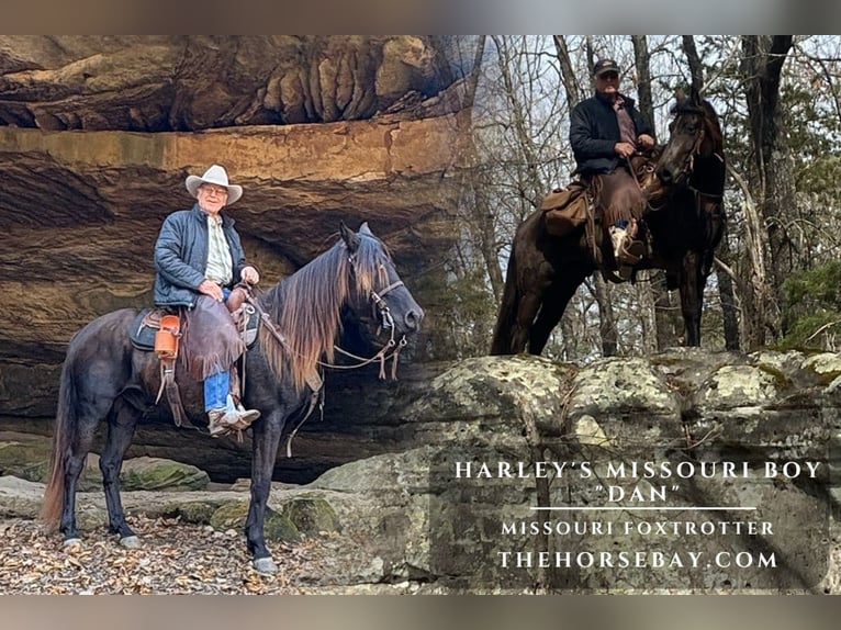 Missouri Foxtrotter Gelding 7 years 15,3 hh Black in Charleston, MO