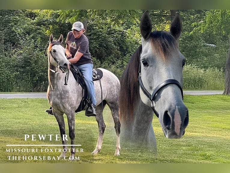 Missouri Foxtrotter Gelding 7 years 15,3 hh Grey-Dapple in Glenmoore, PA