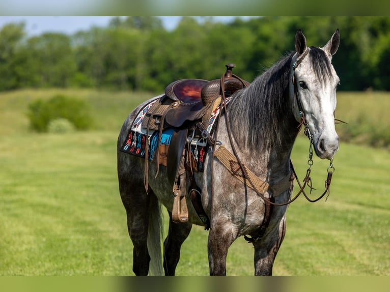 Missouri Foxtrotter Gelding 7 years 15,3 hh Grey in Ewing KY
