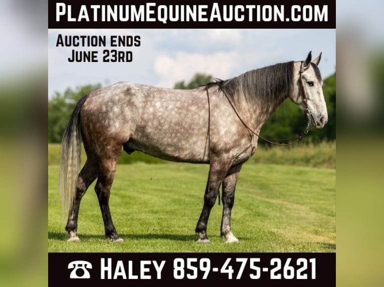 Missouri Foxtrotter Gelding 7 years 15,3 hh Grey in Ewing KY