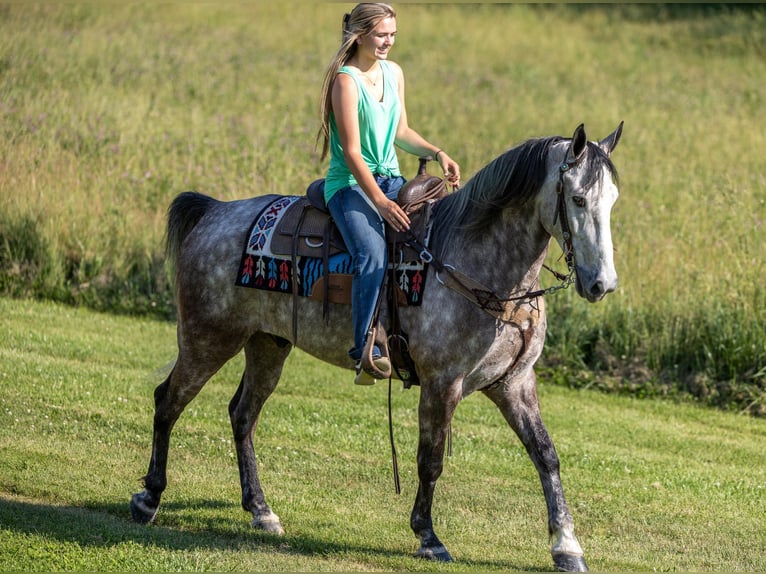 Missouri Foxtrotter Gelding 7 years 15,3 hh Grey in Ewing KY