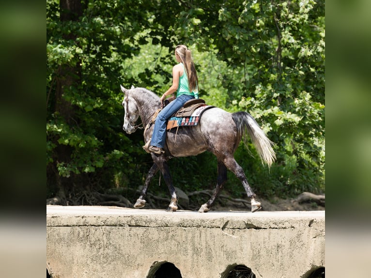 Missouri Foxtrotter Gelding 7 years 15,3 hh Grey in Ewing KY