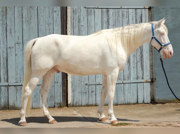 Missouri Foxtrotter Gelding 7 years 16 hh Perlino in Temmen