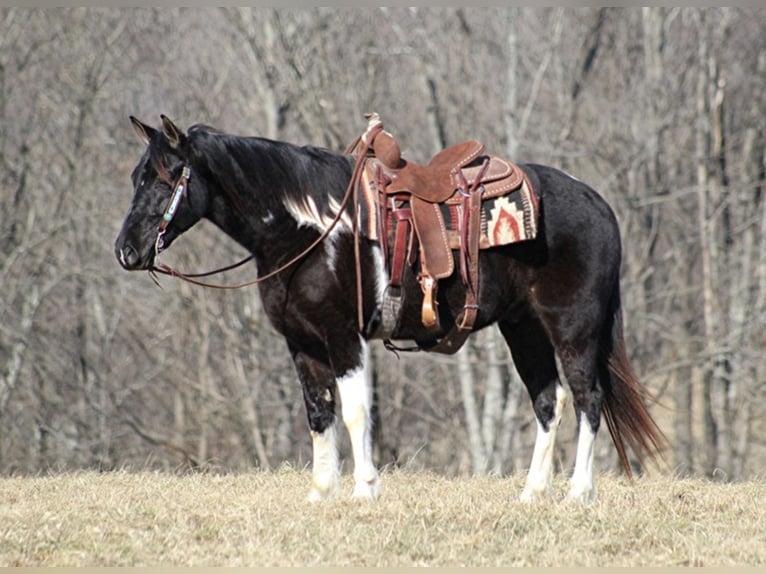 Missouri Foxtrotter Gelding 7 years Tobiano-all-colors in Jamestown, KY