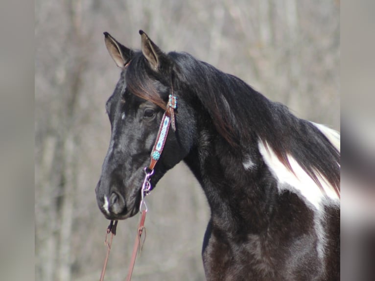 Missouri Foxtrotter Gelding 7 years Tobiano-all-colors in Jamestown, KY