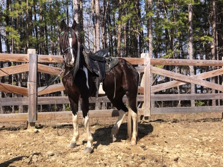 Missouri Foxtrotter Gelding 7 years Tobiano-all-colors in Whitley City, KY