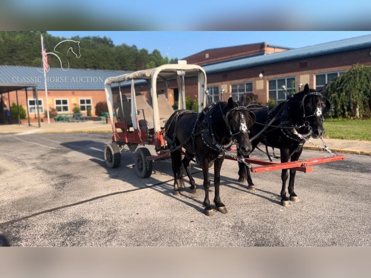 Missouri Foxtrotter Gelding 8 years 13 hh Bay in Rockholds, KY