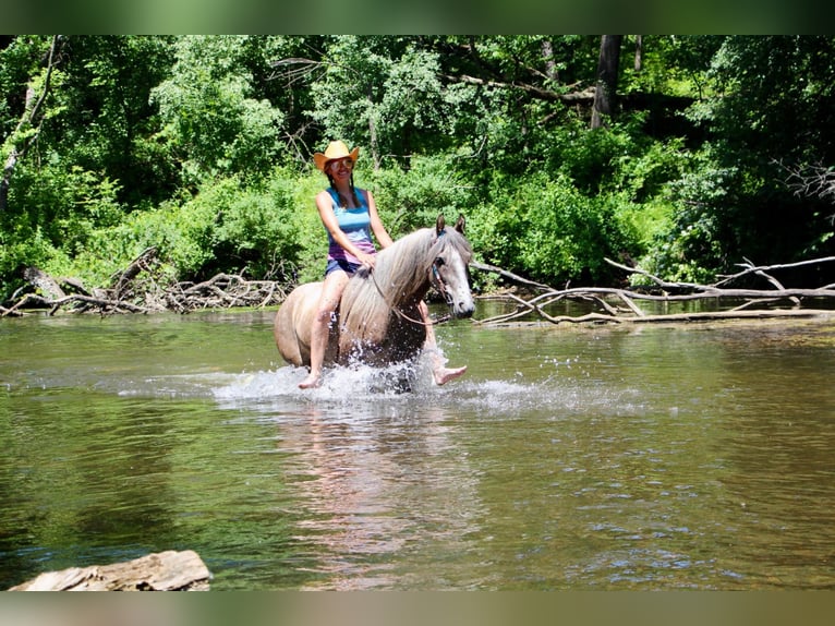 Missouri Foxtrotter Gelding 8 years 14,2 hh Bay in Highland MI