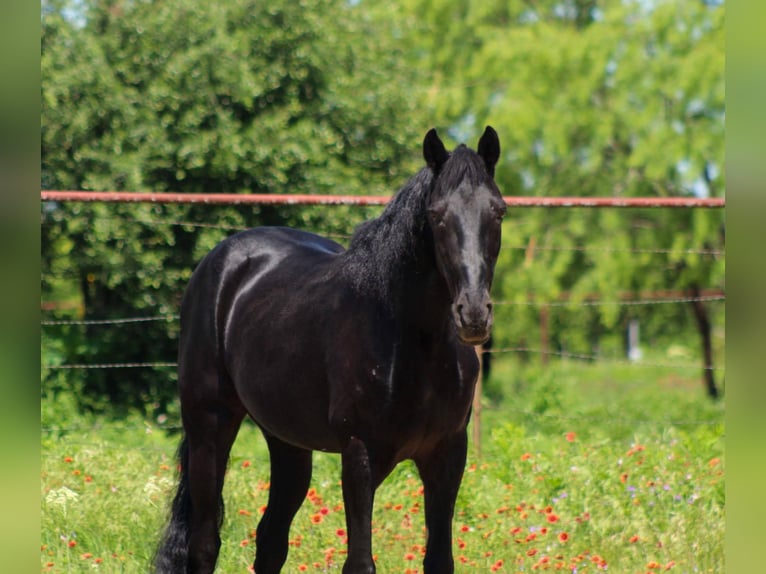 Missouri Foxtrotter Gelding 8 years 14,3 hh Black in Stephenville Tx