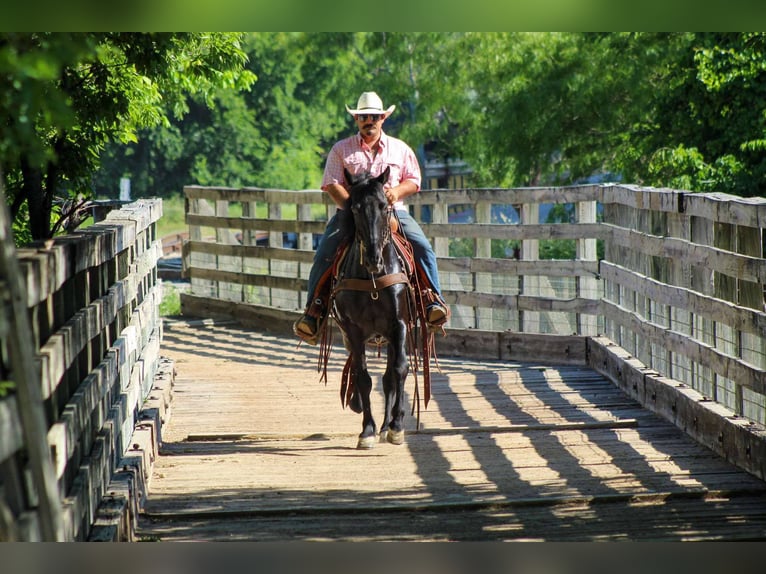 Missouri Foxtrotter Gelding 8 years 14,3 hh Black in Stephenville Tx