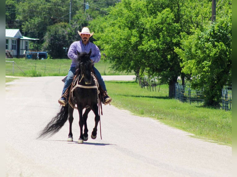 Missouri Foxtrotter Gelding 8 years 14,3 hh Black in Stephenville Tx