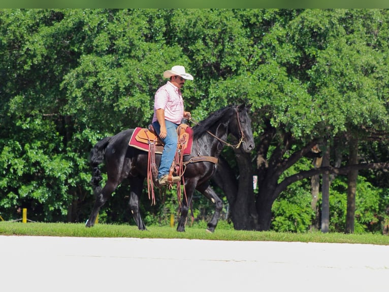 Missouri Foxtrotter Gelding 8 years 14,3 hh Black in Stephenville Tx
