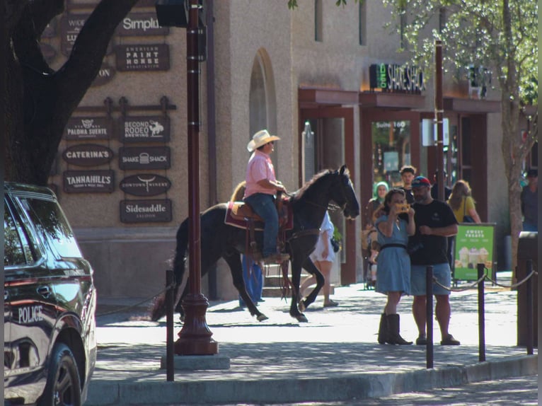 Missouri Foxtrotter Gelding 8 years 14,3 hh Black in Stephenville Tx