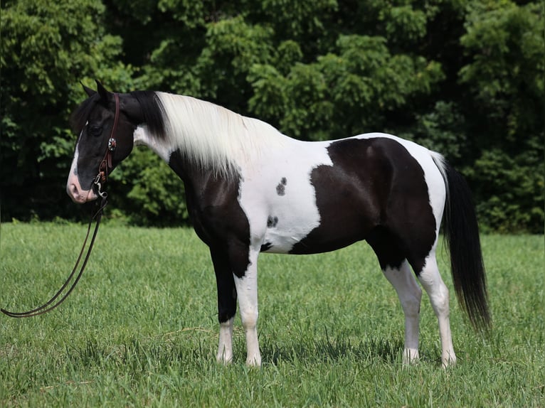 Missouri Foxtrotter Gelding 8 years 15 hh Tobiano-all-colors in Whitley City KY