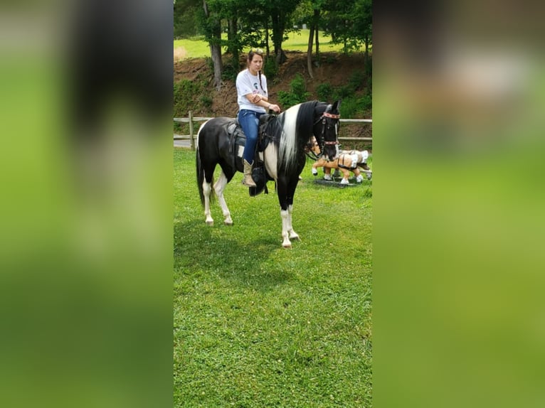 Missouri Foxtrotter Gelding 8 years 15 hh Tobiano-all-colors in Salyersville KY
