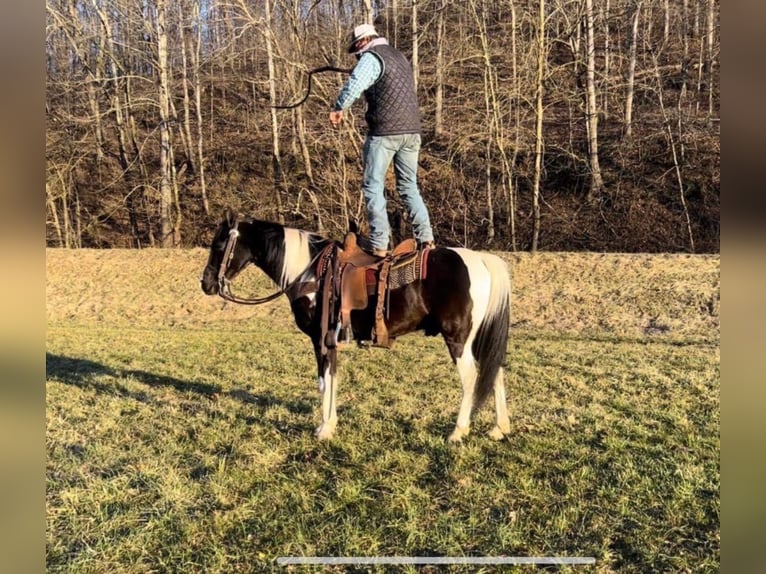 Missouri Foxtrotter Gelding 8 years 15 hh Tobiano-all-colors in Salyersville KY