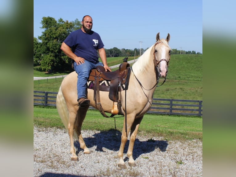 Missouri Foxtrotter Gelding 8 years Palomino in Whitley City, KY