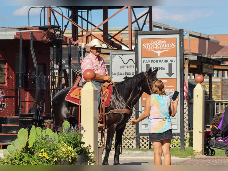 Missouri Foxtrotter Gelding 9 years 14.3 hh Black in Stephenville Tx