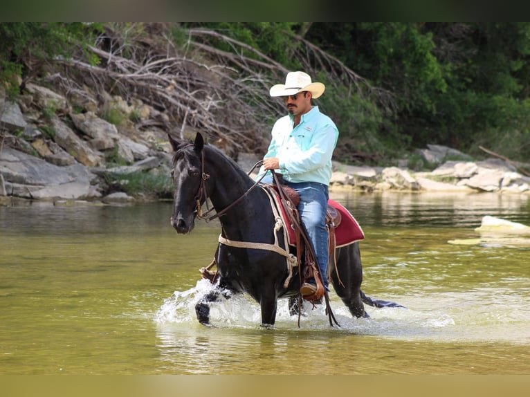 Missouri Foxtrotter Gelding 9 years 14,3 hh Black in Stephenville Tx