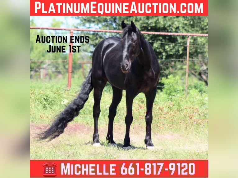Missouri Foxtrotter Gelding 9 years 14,3 hh Black in Stephenville Tx