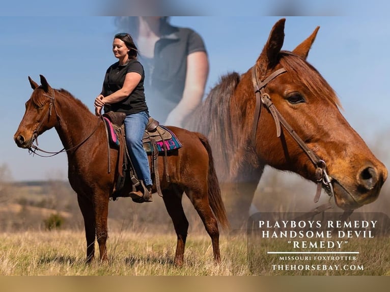 Missouri Foxtrotter Gelding 9 years 15.2 hh Chestnut in Cabool, MO