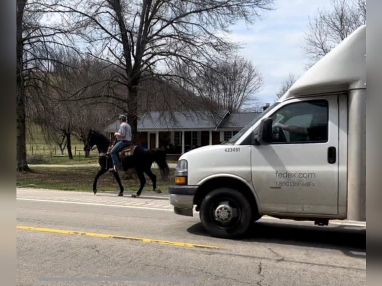 Missouri Foxtrotter Gelding 9 years 15 hh Black in Salyersville KY