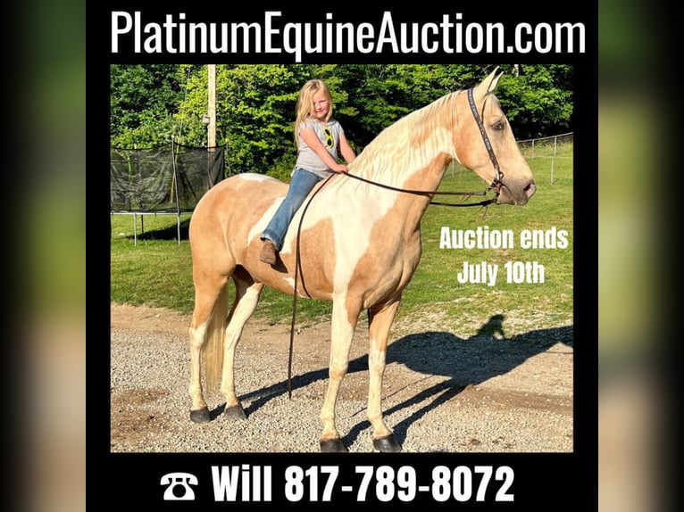 Missouri Foxtrotter Gelding 9 years 16,2 hh Tobiano-all-colors in West Liberty Ky