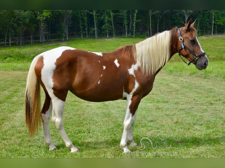 Missouri Foxtrotter Giumenta 10 Anni 152 cm in Park Hills, MO