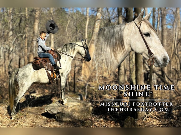 Missouri Foxtrotter Giumenta 10 Anni 152 cm Grigio in Houston, MO