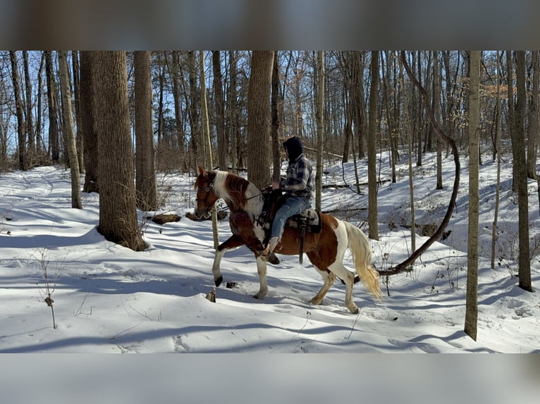 Missouri Foxtrotter Giumenta 11 Anni 142 cm Roano rosso in Moscow