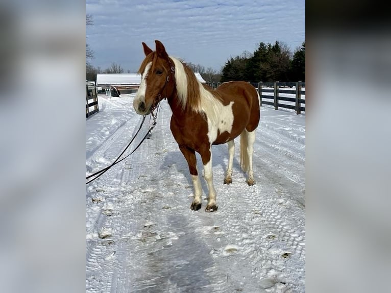 Missouri Foxtrotter Giumenta 11 Anni 142 cm Roano rosso in Moscow