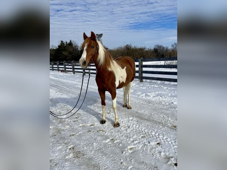 Missouri Foxtrotter Giumenta 11 Anni 142 cm Roano rosso in Moscow