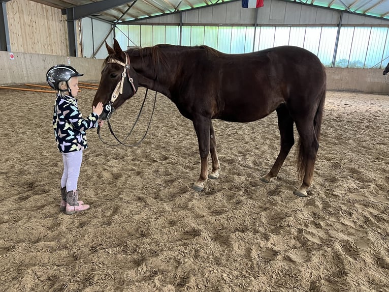 Missouri Foxtrotter Giumenta 11 Anni 145 cm Sauro scuro in Coppenbrügge