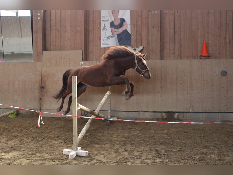 Missouri Foxtrotter Giumenta 11 Anni 153 cm Sauro in Altusried