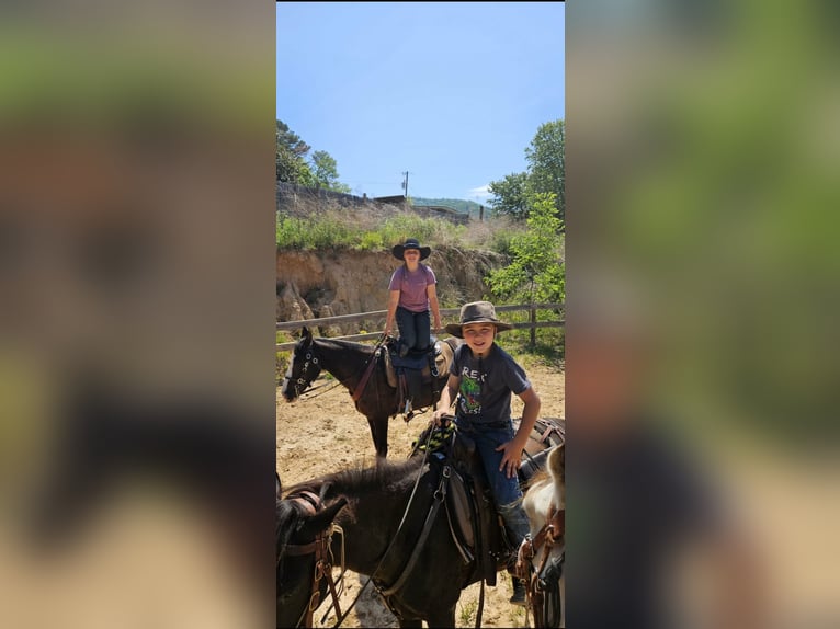 Missouri Foxtrotter Giumenta 13 Anni 142 cm Sabino in Canton