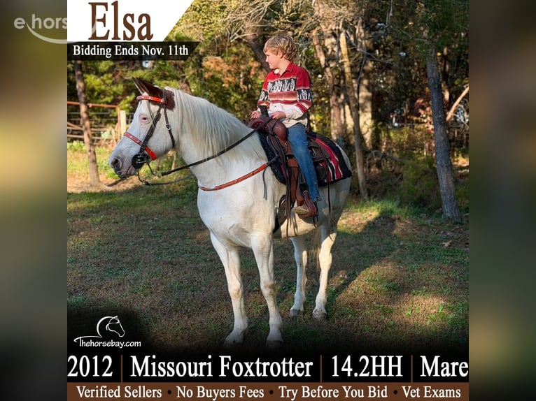 Missouri Foxtrotter Mix Giumenta 14 Anni 147 cm Bianco in Jeffersonville, KY
