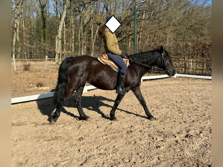 Missouri Foxtrotter Giumenta 17 Anni 148 cm Morello in Zehdenick