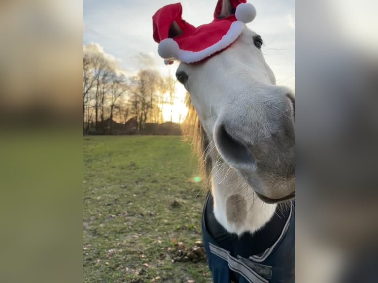 Missouri Foxtrotter Giumenta 19 Anni 148 cm Grigio pezzato in Gronau (Westfalen)