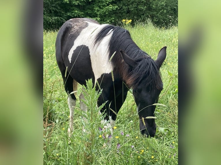 Missouri Foxtrotter Giumenta 1 Anno 150 cm Pezzato in Oberstaufen