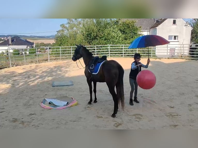 Missouri Foxtrotter Giumenta 4 Anni 158 cm Grigio in Winterwerb