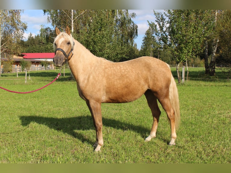Missouri Foxtrotter Giumenta 5 Anni 150 cm Palomino in Altusried