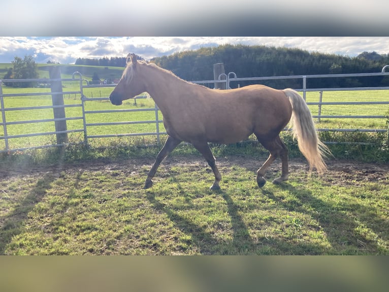 Missouri Foxtrotter Giumenta 5 Anni 150 cm Palomino in Altusried