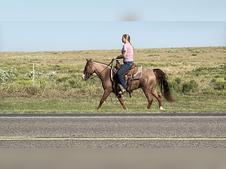 Missouri Foxtrotter Giumenta 5 Anni Roano rosso in Wichita Falls