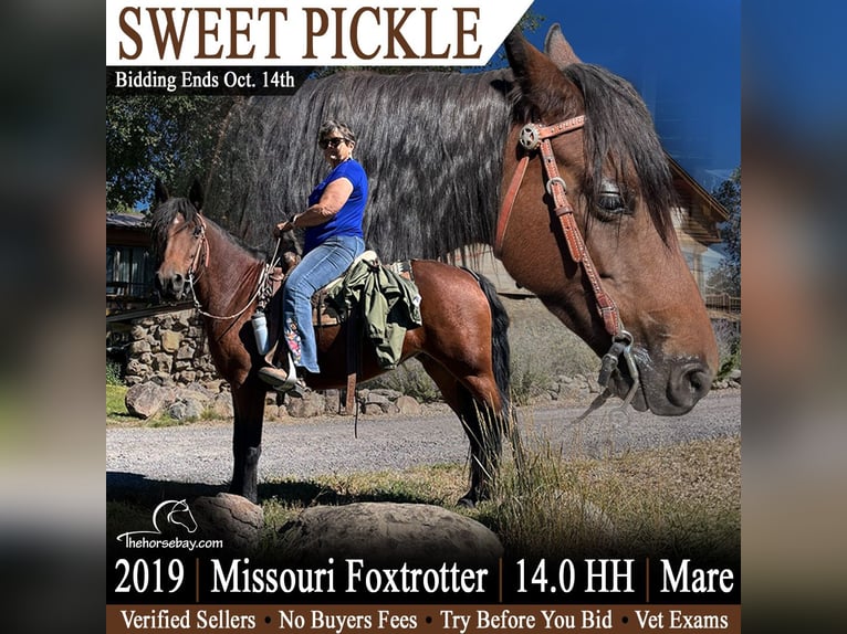 Missouri Foxtrotter Giumenta 7 Anni 142 cm Baio ciliegia in Paonia, CO