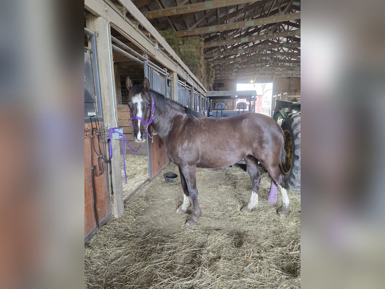 Missouri Foxtrotter Giumenta 8 Anni 142 cm Morello in Dayton, OH