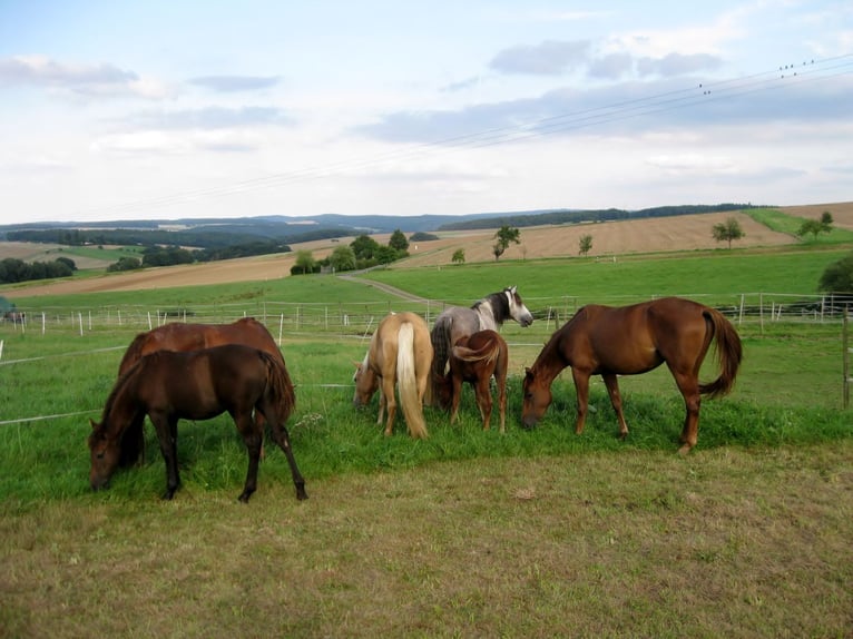 Missouri Foxtrotter Hengst 14 Jaar 155 cm Appelschimmel in Winterwerb