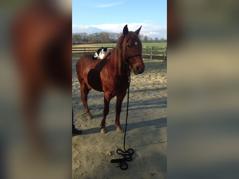 Missouri Foxtrotter Hengst 19 Jahre Fuchs in hamburg