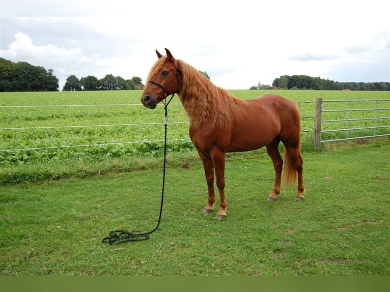 Missouri Foxtrotter Hengst 19 Jahre Fuchs in hamburg