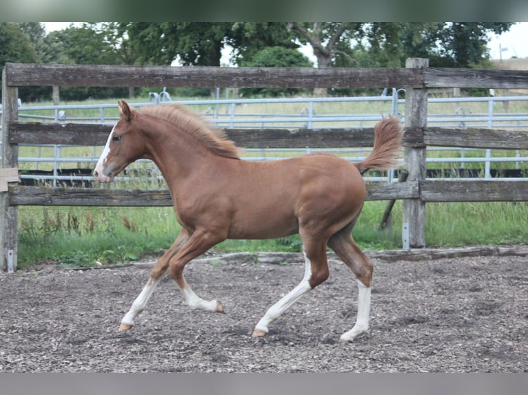 Missouri Foxtrotter Hengst 1 Jaar Vos in Blomberg
