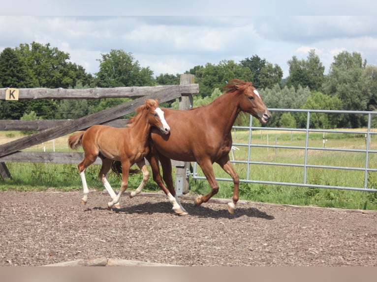 Missouri Foxtrotter Hengst 1 Jaar Vos in Blomberg